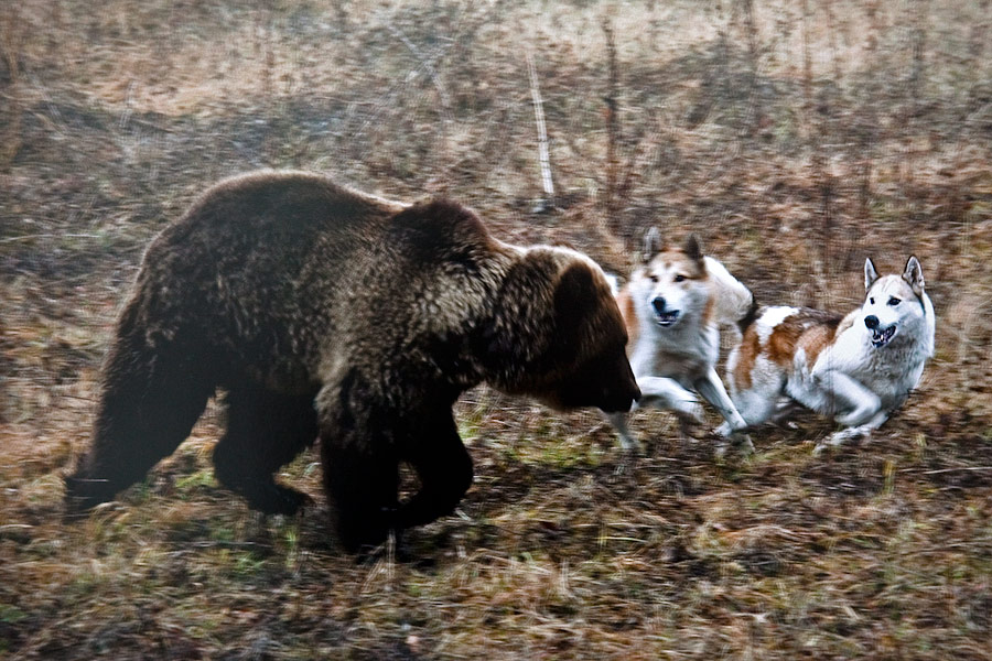 Видео собака привела медведей. Западно Сибирская лайка медведь. Западно Сибирская лайка против медведя.