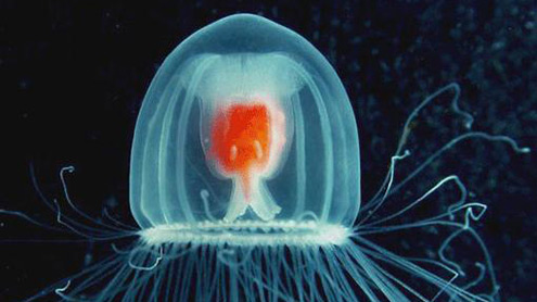 Ученые активно изучают единственное бессмертное существо на планете — медузу Turritopsis Nutricula
