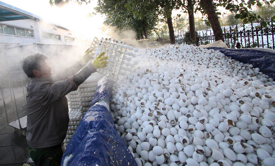16. Рабочий сваливает вареные яйца, использовавшиеся в производства вакцины против вируса H1N1, в грузовик компании «Sinovac Biotech» в Пекине 3 ноября 2009 года. (AP Photo)