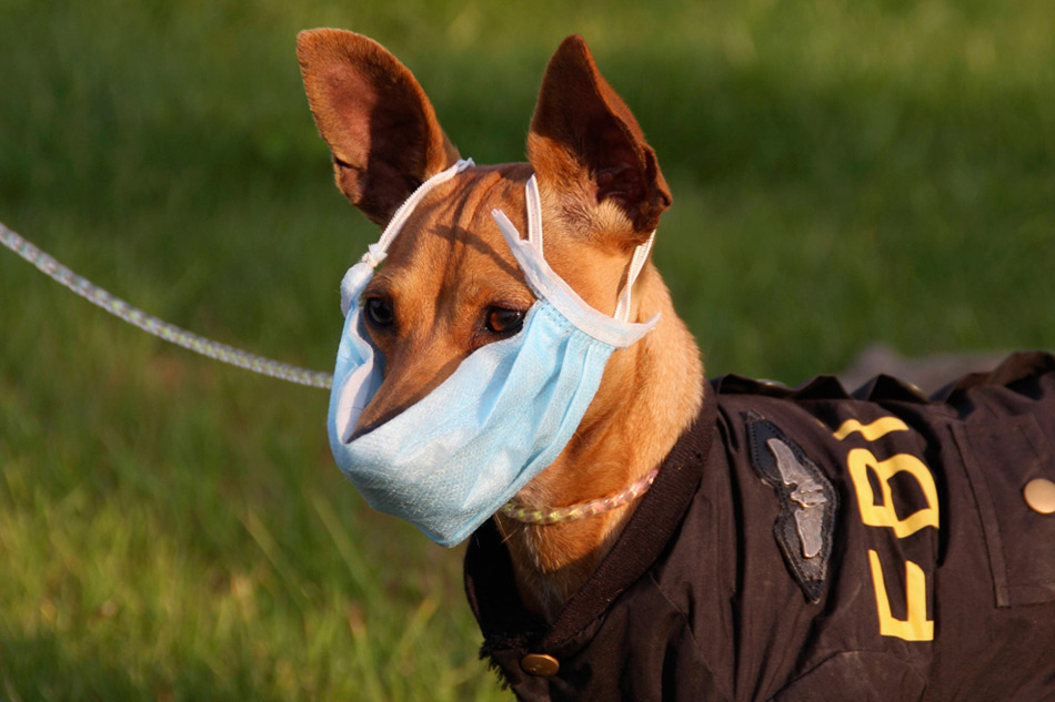 29. Собака в защитной маске против вируса гриппа H1N1 на улице в Энши, провинция Хубэй, Китай, 5 ноября 2009 года. (REUTERS/China Daily)