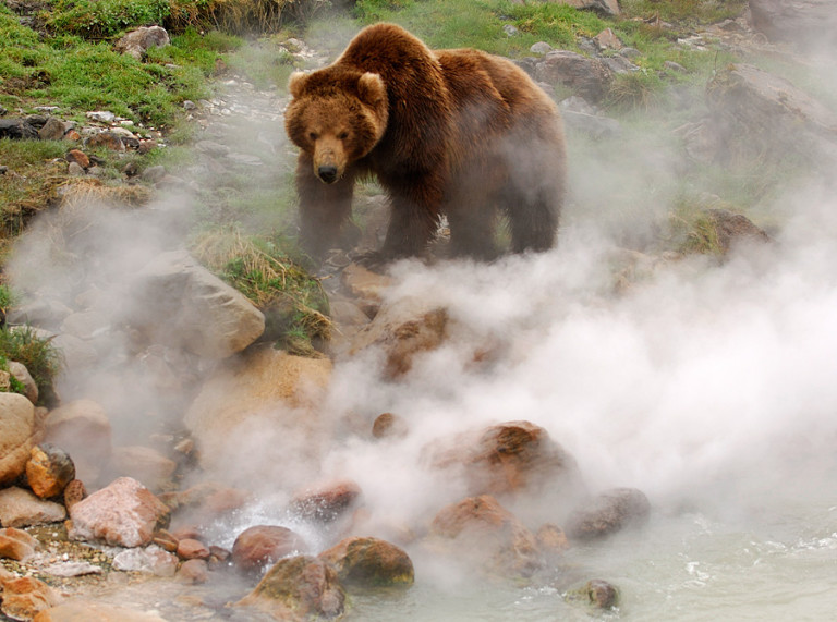 Медведи в долине гейзеров на Камчатке