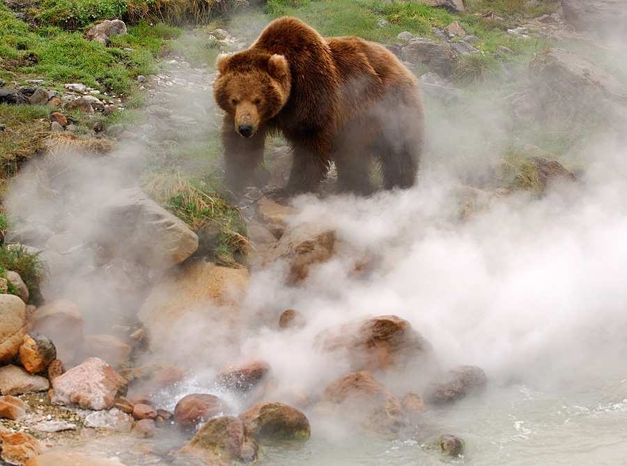 Медведи в долине гейзеров а Камчатке