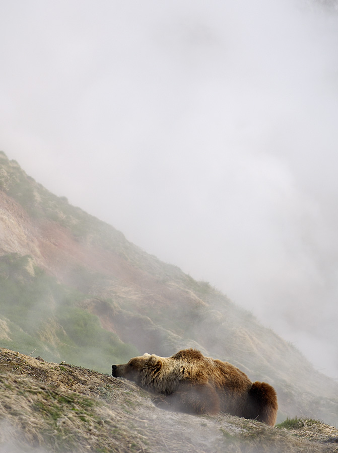Медведи в долине гейзеров а Камчатке