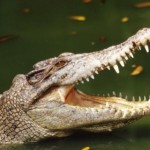 Крокодил глотает не только мочалки