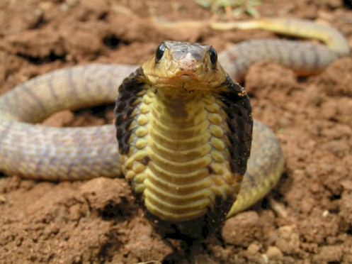 Египетская кобра