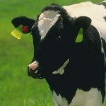 Молоко коров очеловечили