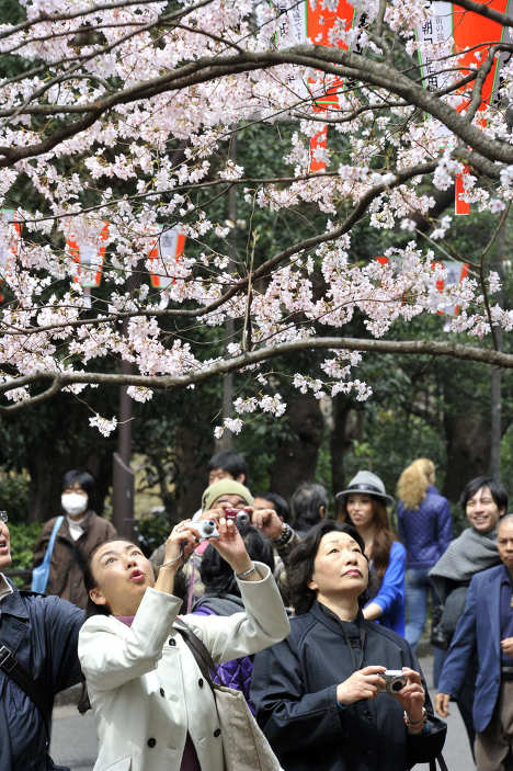 Япония: новое землетрясение и цветущая сакура