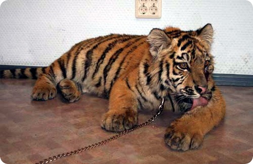 Тигр перенёс пластическую операцию