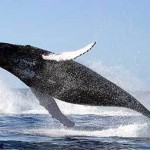 За китами можно наблюдать в Бразилии до октября