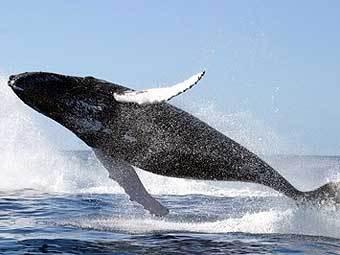 Бразилия приглашает наблюдать за китами