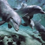 Язык дельфинов станет понятнее!