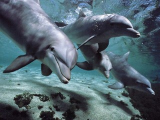 Учёные расшифруют язык дельфинов