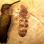 Найден муравей размером с колибри