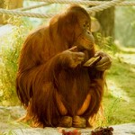 Знаменитой обитательнице Венского зоопарка - 35 лет