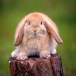 Недалеко от "Фукусимы" родился безухий кролик