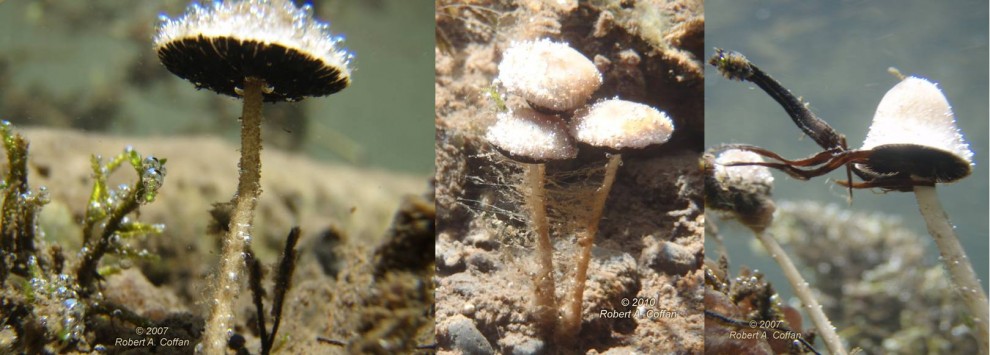 Подводный гриб Psathyrella aquatica