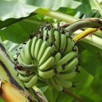 Вирус уничтожает банановые деревья