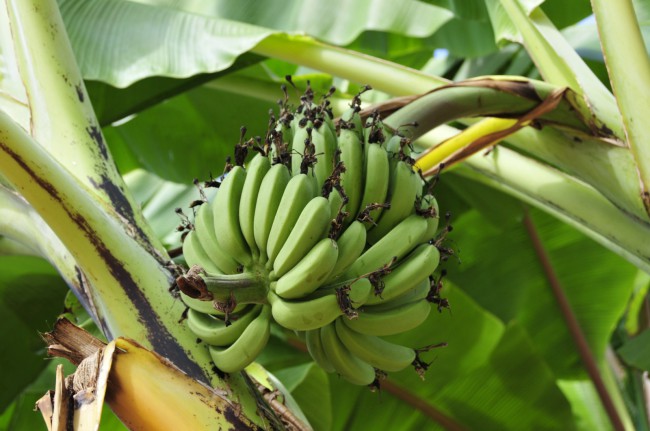 Бананы уничтожает вирус
