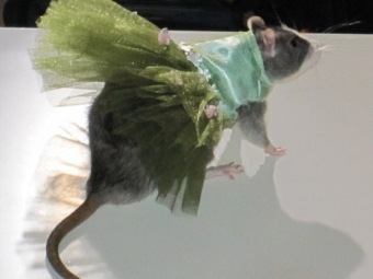 Показ мод для крыс