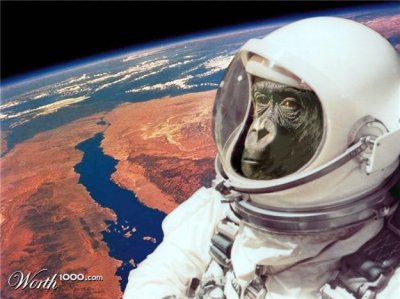Иранцы в космос отправят обезьяну