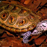 Черепахи выползли на взлетно-посадочную полосу