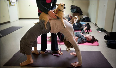 Йога для собак делает животных спокойнее