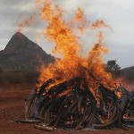 В Кении сожгли пять тонн слоновой кости 