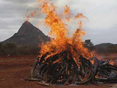 В Кении сожгли пять тонн слоновой кости