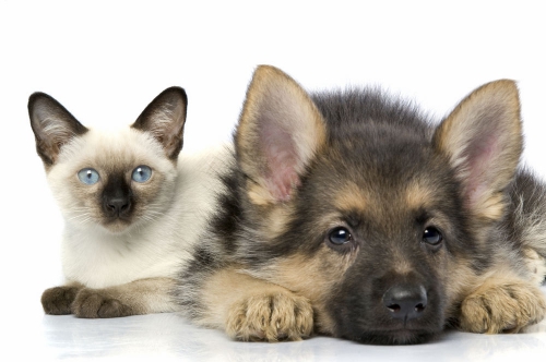 Медаль за донорство для собак и кошек