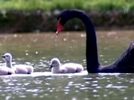 Потерявший пару чёрный лебедь сам растит малышей