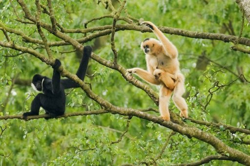 Ученые открыли колонию «романтичных» обезьян