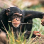 Шимпанзе могут делать педикюр