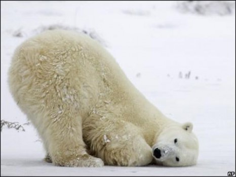 Белый медведь прервал работу экологов