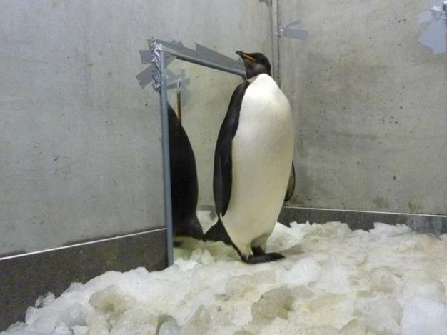 Заблудившегося пингвина отправили домой