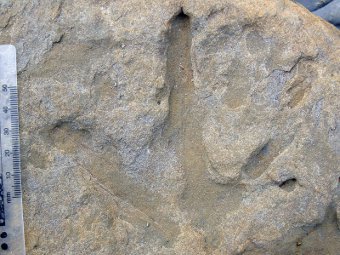 В Австралии нашли следы полярных динозавров
