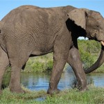 Слонов на Шри-Ланке пересчитают 
