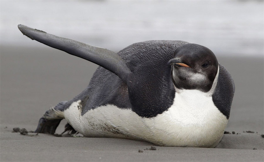 Спасенный пингвин исчез на пути в Антарктику