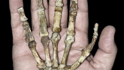 Самая древняя рука возможного предка человека