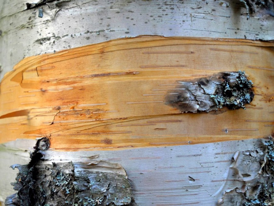 Отслоившаяся березовая кора-бумага, Аcadia National Park, штат Мэн