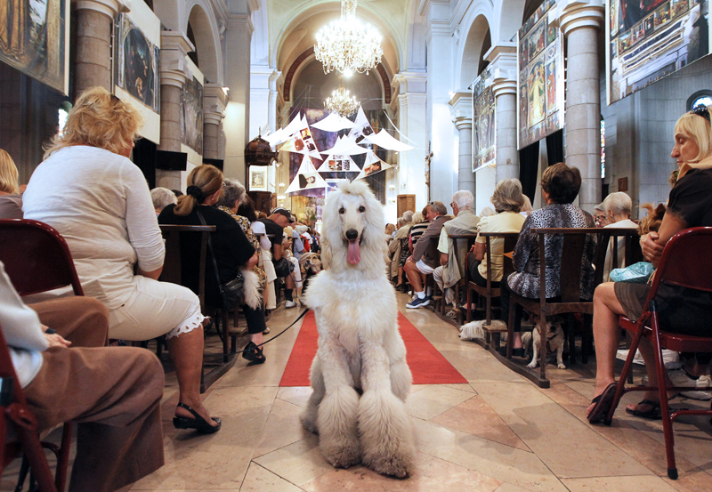 Домашние животные вместе со своими хозяевами на праздничной мессе в Церкви Сен-Пьер Д’Арен в Ницце