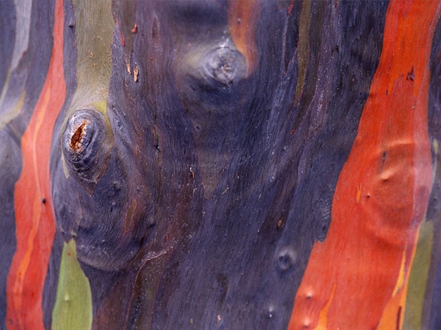 Цветные полосы на гладкой коре эвкалипта в Майами, штат Флорида