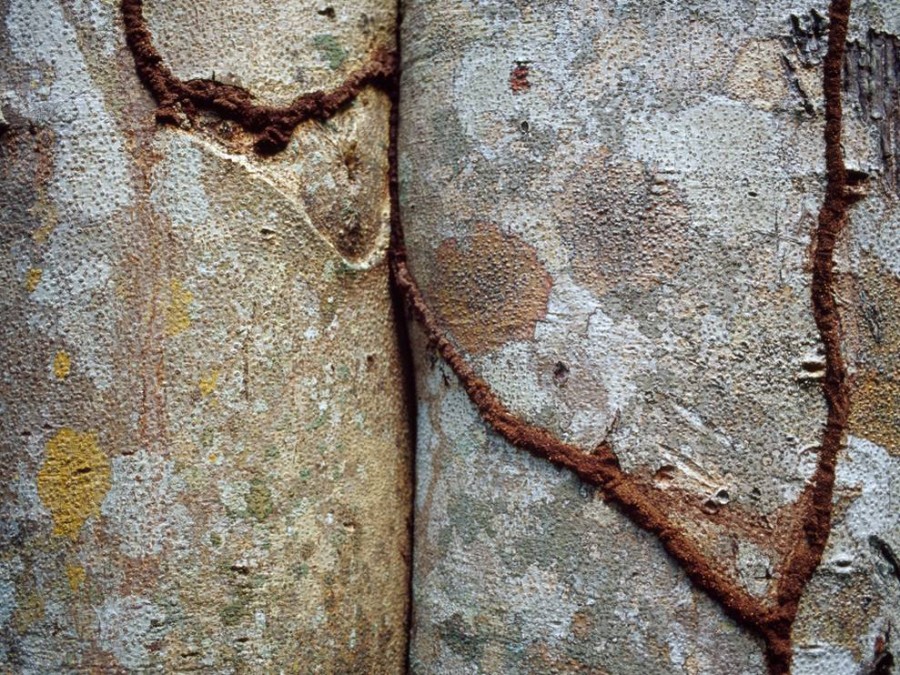 Термиты оставили свои шрамы в виде туннелей на стволах деревьев на острове Сент-Джон, Виргинские острова
