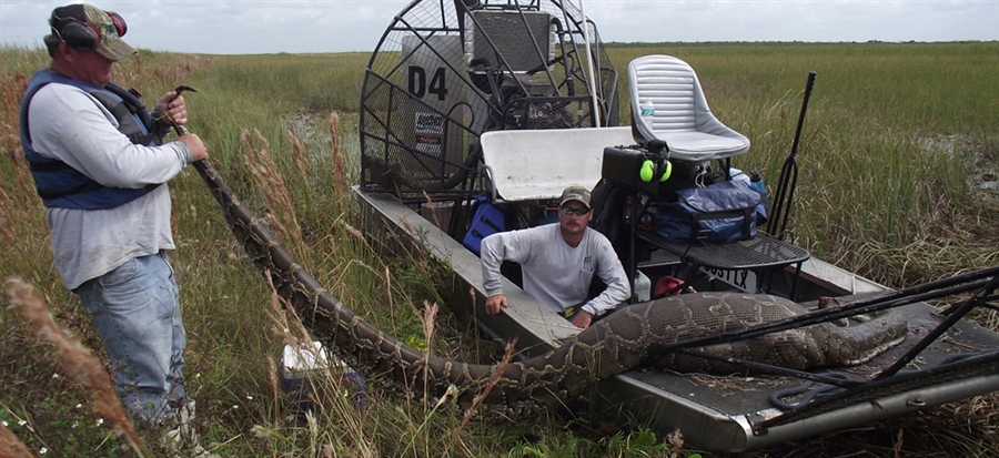 16-ти (4,88 метра) футовый питон найден во Флориде