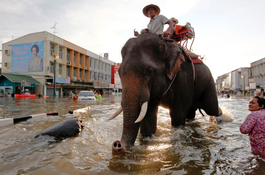 По такой высокой воде могут ходить только слоны, 8 октября 2011