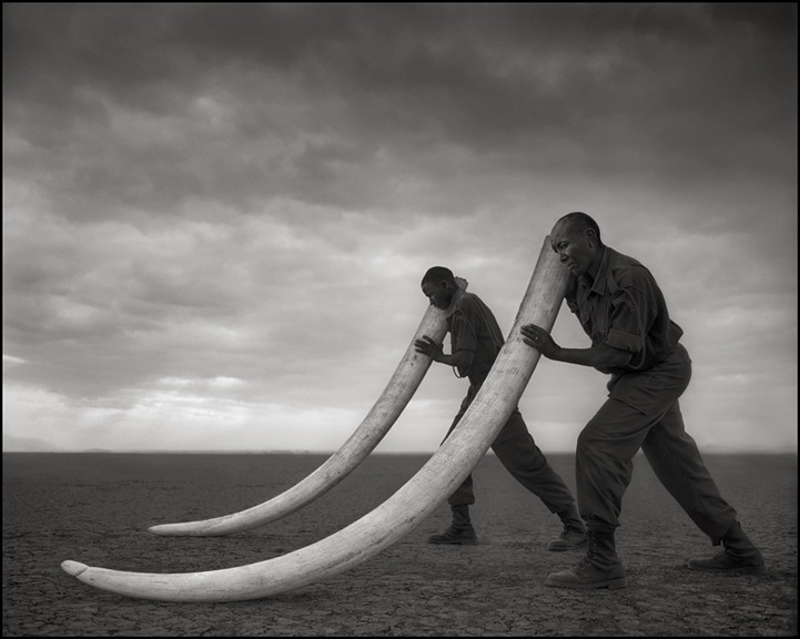 Фотограф Ник Брандт спасает животных Африки своим творчеством