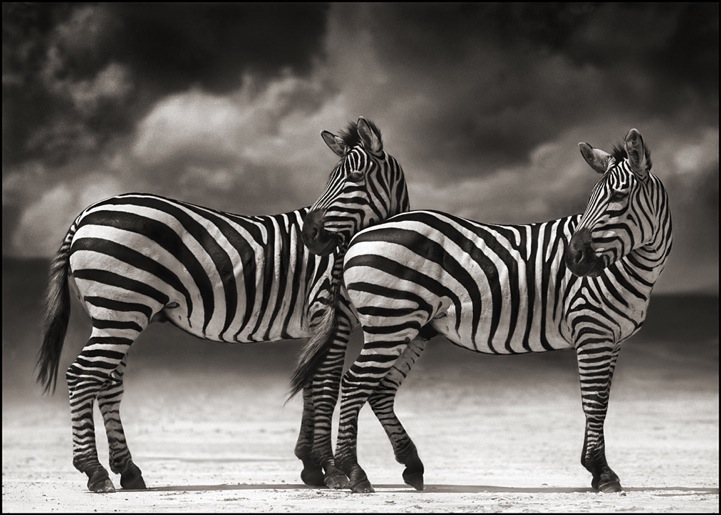 Фотограф Ник Брандт спасает животных Африки своим творчеством