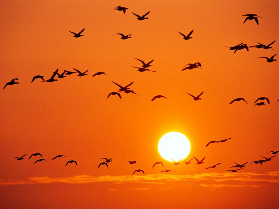 Птицы на оранжевом небе в Национальном парке Германии