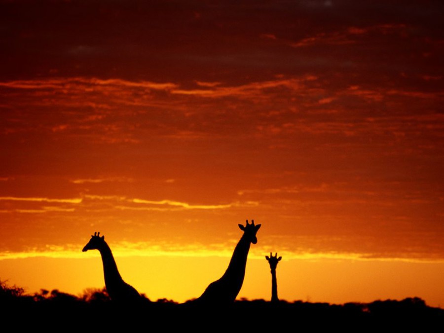Жирафы в Ботсване