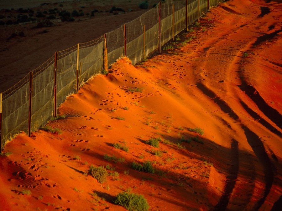 Забор в Австралии отделяет домашний скот от диких собак Динго