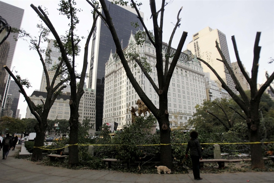 1 000 деревьев в Нью-Йорке пришлось спилить, 31 октября 2011 года